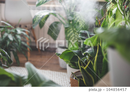 Houseplant domestic jungle garden organization fresh natural plant pots variegated monstera at room. Copy space. 104856457