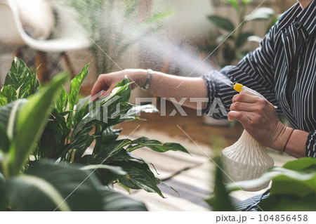 A young woman enjoys caring for flowers. Watering indoor plants and admiring them. A young woman enjoys caring for flowers. Watering indoor plants and admiring them. 104856458