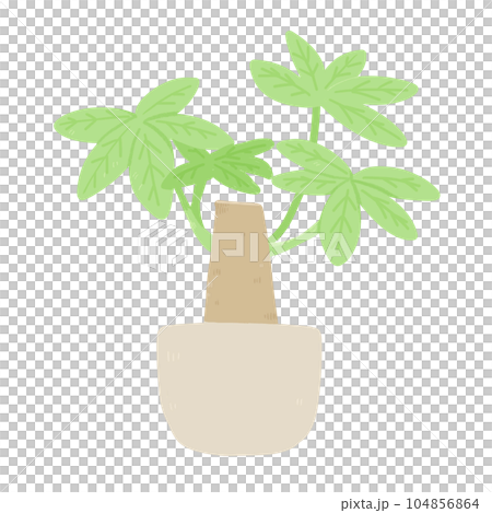 觀葉植物發財樹的簡單插圖 104856864