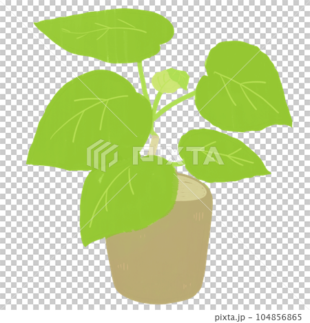 觀葉植物繖形花的簡單說明 104856865