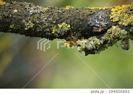 Sap flows from a branch of a cherry tree 104856892