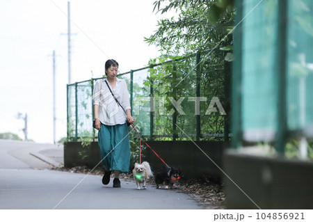 光る首輪をつけてお散歩する小型犬と女性 光る首輪をつけてお散歩する小型犬と女性 104856921