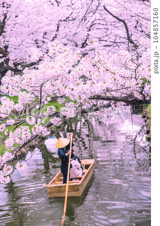 新河岸川の満開の桜　埼玉県川越市 104857160