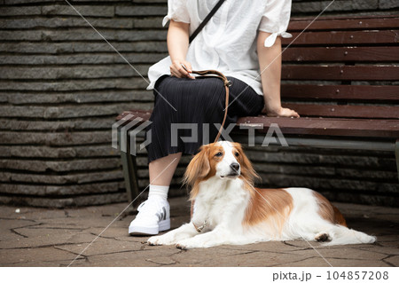 公園のベンチで休憩する女性と犬 104857208