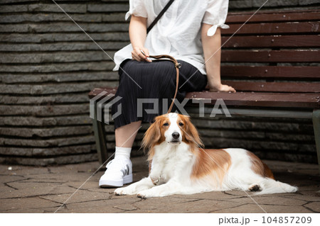 公園のベンチで休憩する女性と犬 公園のベンチで休憩する女性と犬 104857209