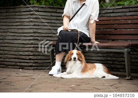 公園のベンチで休憩する女性と犬 公園のベンチで休憩する女性と犬 104857210