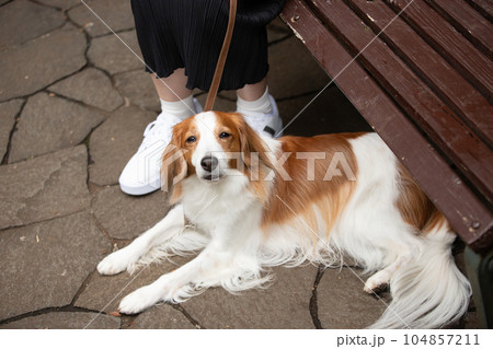 公園のベンチで休憩する女性と犬 104857211