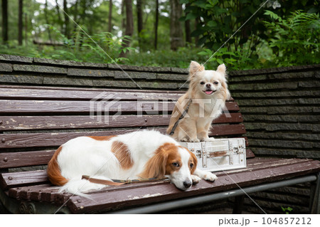公園のベンチで休憩する小型犬と中型犬 公園のベンチで休憩する小型犬と中型犬 104857212