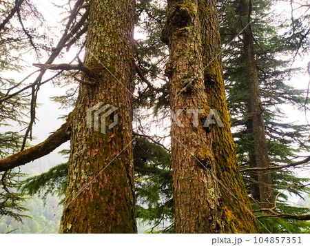 Pine trees in the forest on a foggy misty morning Pine trees in the forest on a foggy misty morning 104857351