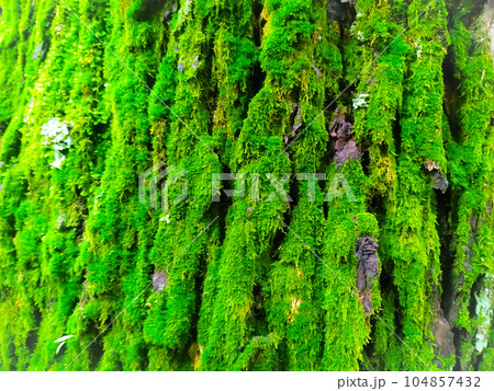 Green moss on the tree in the rainforest 104857432