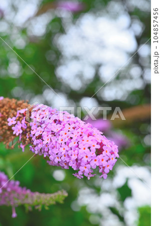 フサフジウツギ フサフジウツギ 104857456