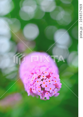 フサフジウツギ フサフジウツギ 104857469