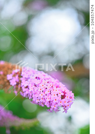 フサフジウツギ 104857474