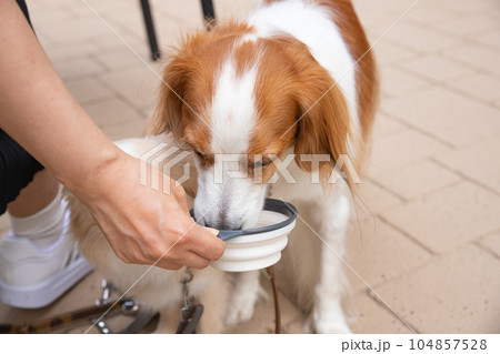 小型犬と中型犬が仲良く一緒の給水器からお水を飲む様子 104857528