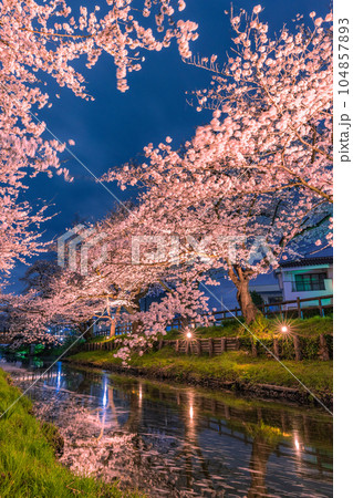 新河岸川のライトアップの桜　埼玉県川越市 104857893