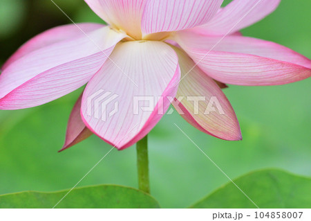 ハスの花 ハスの花 104858007