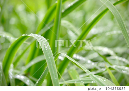 草につく露 雨上がり 草につく露 雨上がり 104858085