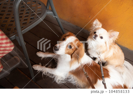 カフェのテラス席で佇む小型犬と中型犬 カフェのテラス席で佇む小型犬と中型犬 104858133