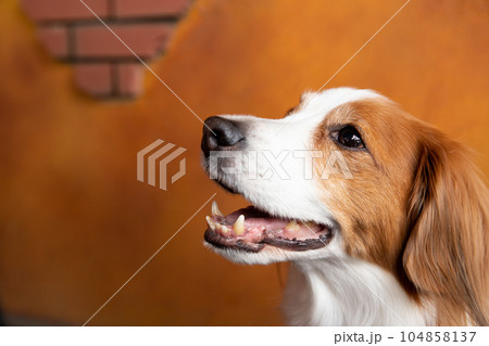 カフェのテラス席で佇む小型犬と中型犬 カフェのテラス席で佇む小型犬と中型犬 104858137