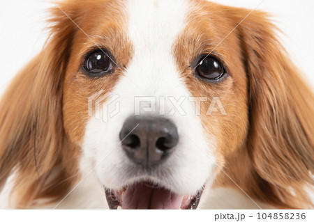 笑った犬の顔　ドアップ編 104858236