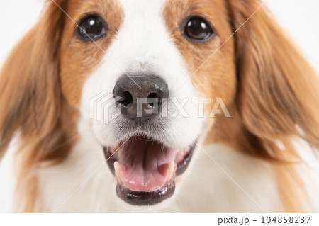 笑った犬の顔　ドアップ編 104858237