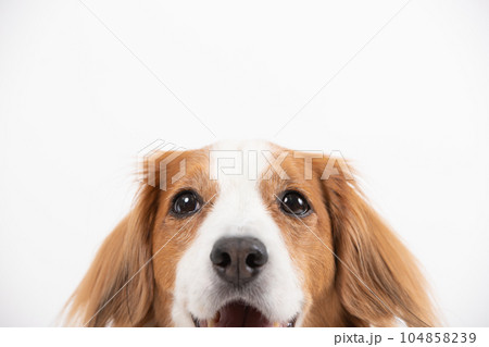 笑った犬の顔　ドアップ編 104858239