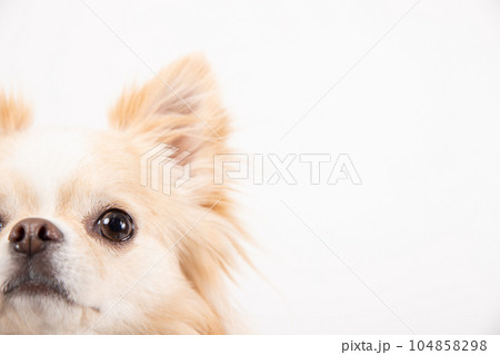 顔半分でドアップのチワワ 104858298