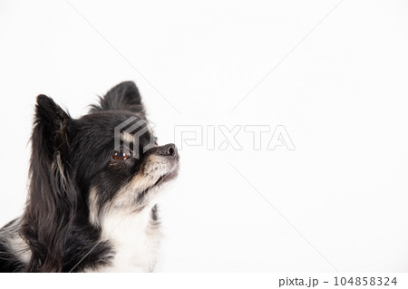 横顔が可愛いブラックタンチワワ 104858324