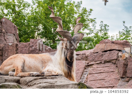 Close-up portrait of Markhor, Capra falconeri, wild goat native to Central Asia, Karakoram and the Himalayas Close-up portrait of Markhor, Capra falconeri, wild goat native to Central Asia, Karakoram and the Himalayas 104858392