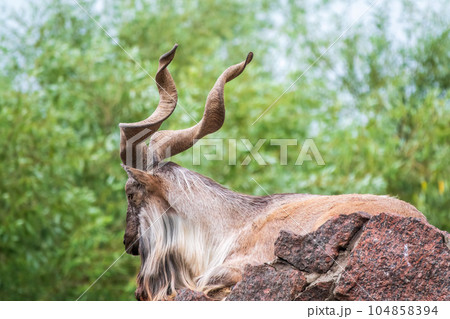 Close-up portrait of Markhor, Capra falconeri, wild goat native to Central Asia, Karakoram and the Himalayas 104858394