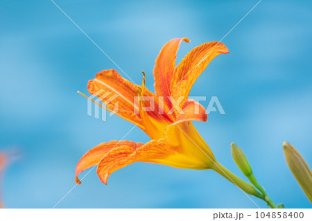 Close up of a single orange day lily, Hemerocallis fulva, in full bloom. 104858400