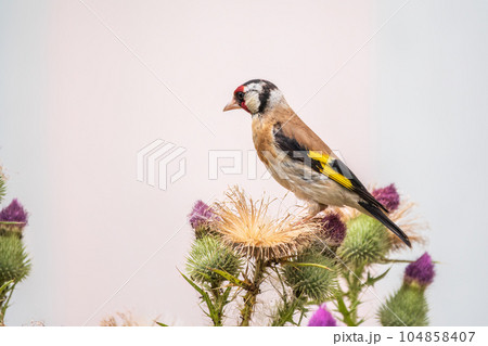 European goldfinch, feeding on the seeds of thistles. Carduelis carduelis. European goldfinch, feeding on the seeds of thistles. Carduelis carduelis. 104858407