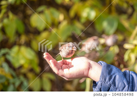 The boy feeds the birds with seeds from his hand. Sparrow eats seeds from the boy's hand 104858498
