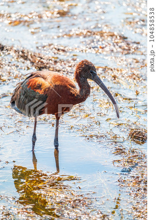 The glossy ibis, latin name Plegadis falcinellus, searching for food in the shallow lagoon. The glossy ibis, latin name Plegadis falcinellus, searching for food in the shallow lagoon. 104858538