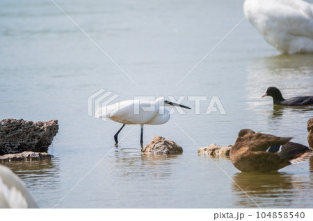 The small white heron or Little egret stands in the lake The small white heron or Little egret stands in the lake 104858540