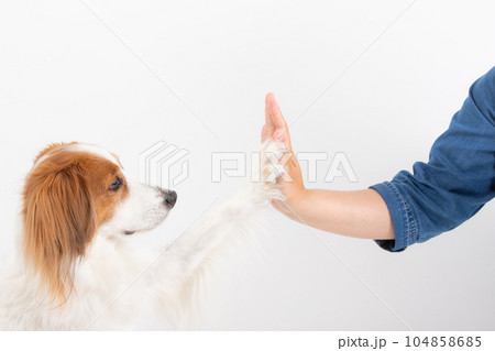 飼主さんとタッチする中型犬 104858685