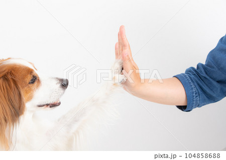飼主さんとタッチする中型犬 飼主さんとタッチする中型犬 104858688