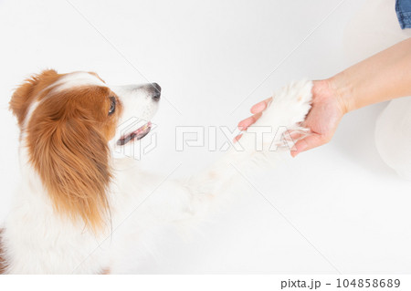 飼主さんとタッチする中型犬 飼主さんとタッチする中型犬 104858689