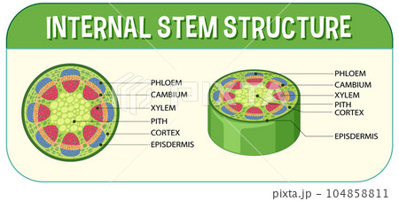 Internal structure of stem diagram 104858811