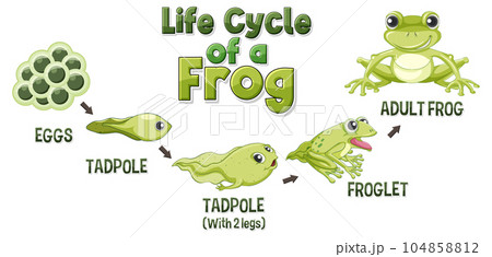 Frog Life Cycle Diagram Frog Life Cycle Diagram 104858812