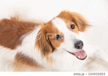 伏せをした状態で笑顔の中型犬 104858903