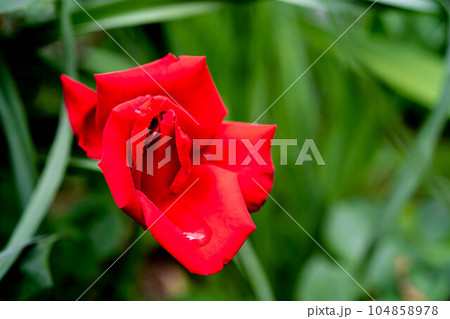 雨水を湛えた真紅の薔薇 雨水を湛えた真紅の薔薇 104858978