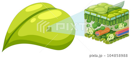 Internal structure of leaf diagram 104858988