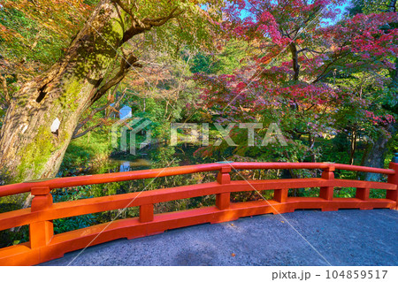 秋の鎌倉市鶴岡八幡宮の柳原神池に架かる赤い橋から池に向かって 秋の鎌倉市鶴岡八幡宮の柳原神池に架かる赤い橋から池に向かって 104859517
