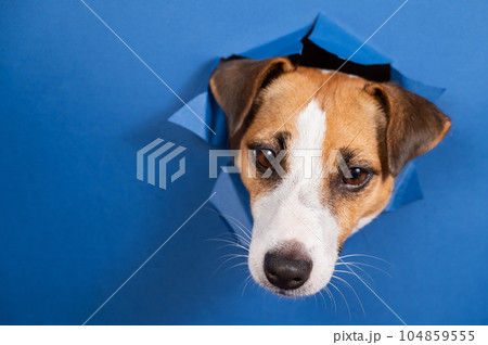 Funny dog jack russell terrier leans out of a hole in a paper blue background. Funny dog jack russell terrier leans out of a hole in a paper blue background. 104859555