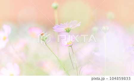 パステルピンクの秋桜｜16:9 104859833