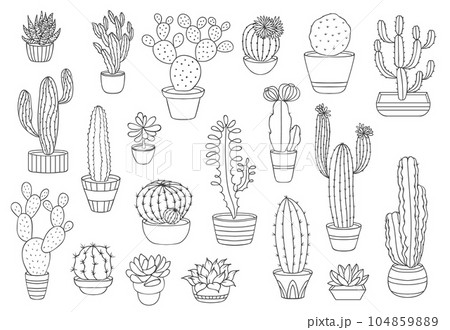 Outline cactus succulents, vector desert plants. Thin line cacti in flower pots, mexican agave, opuntia or prickly pear, saguaro, echeveria and haworthia cactus, succulents with spiky leaves, flowers 104859889