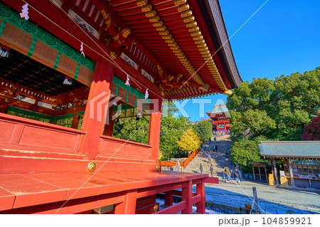 秋の神奈川県鎌倉市 鶴岡八幡宮(舞殿,本宮,大銀杏) 104859921