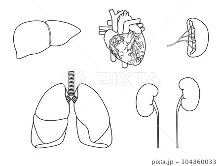 人間の主要な臓器の肝臓と心臓と脾臓と肺と腎臓の線画 人間の主要な臓器の肝臓と心臓と脾臓と肺と腎臓の線画 104860033