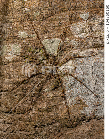 Small Trechaleid Spider 104860160